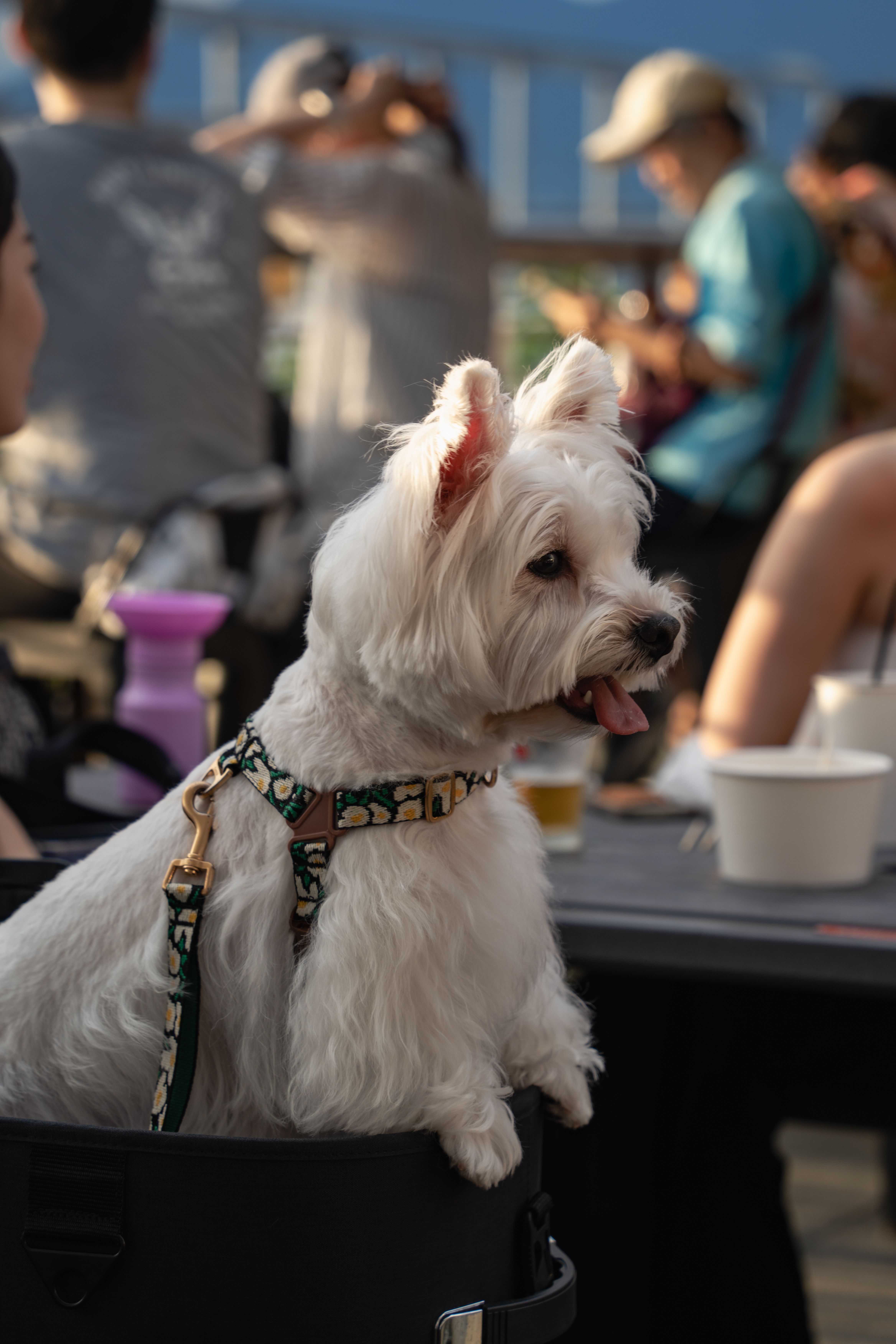 Image 59 from album: "taiwan""