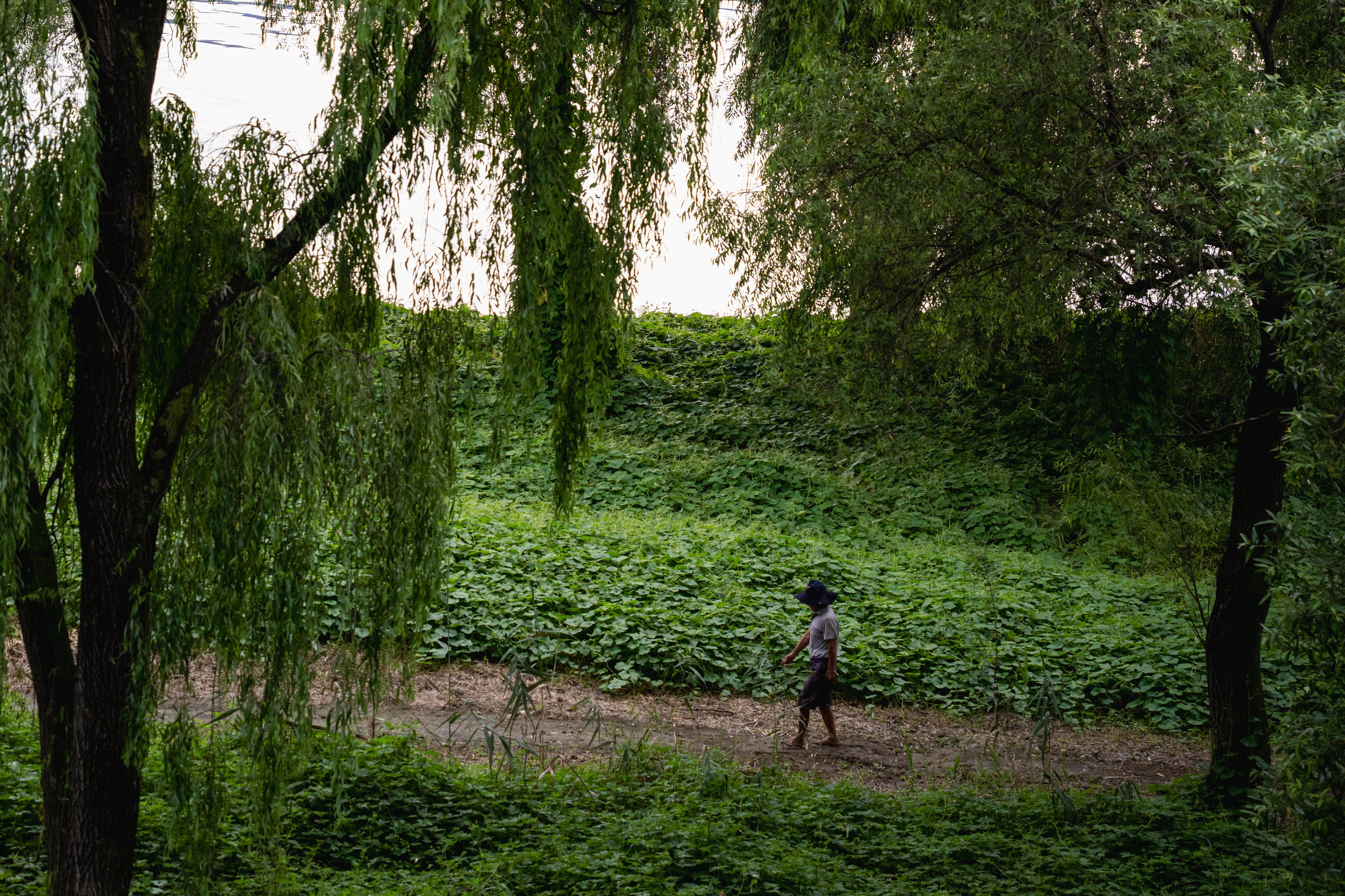 Image 50 from album: "south-korea""