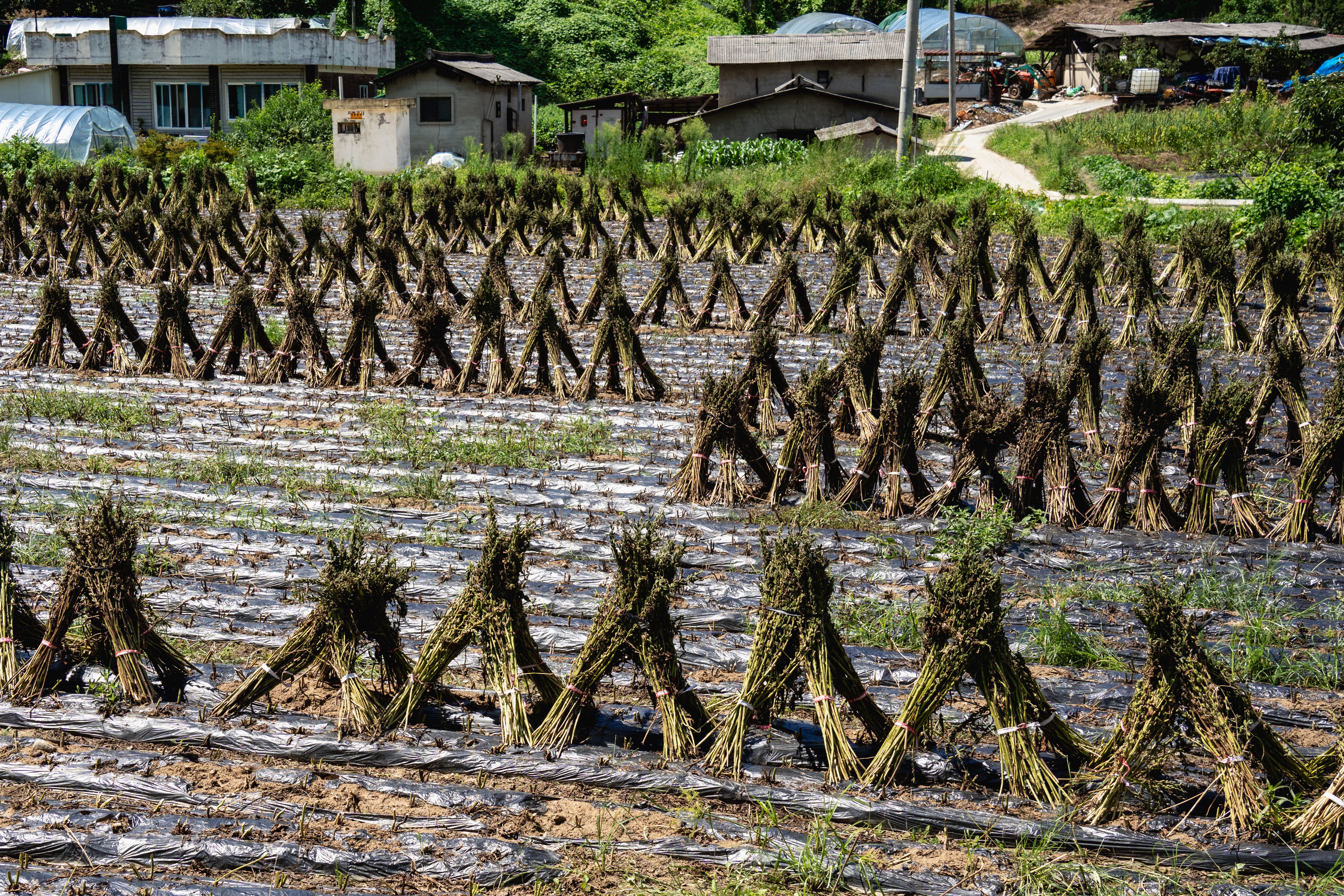 Image 66 from album: "south-korea""