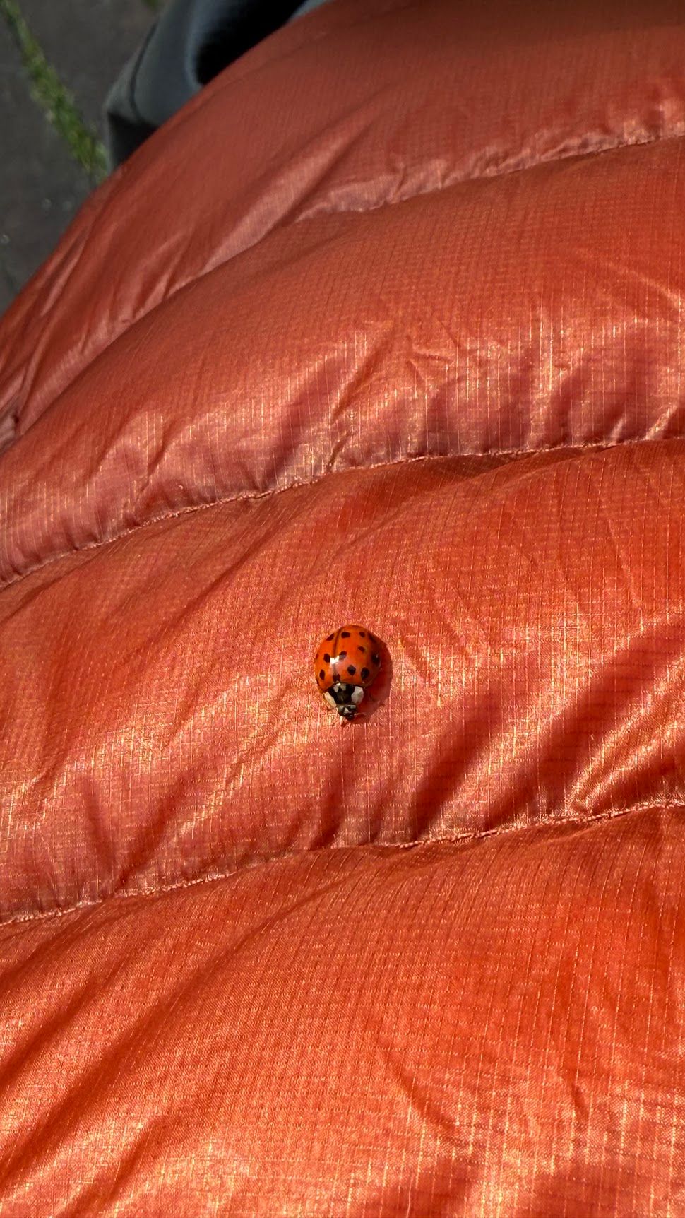 Image 7 from album: "the-netherlands""