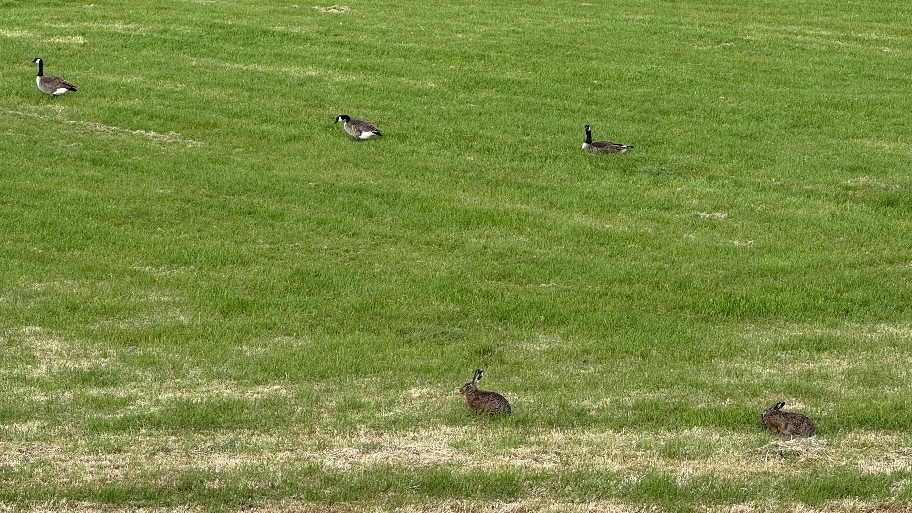 Image 8 from album: "the-netherlands""