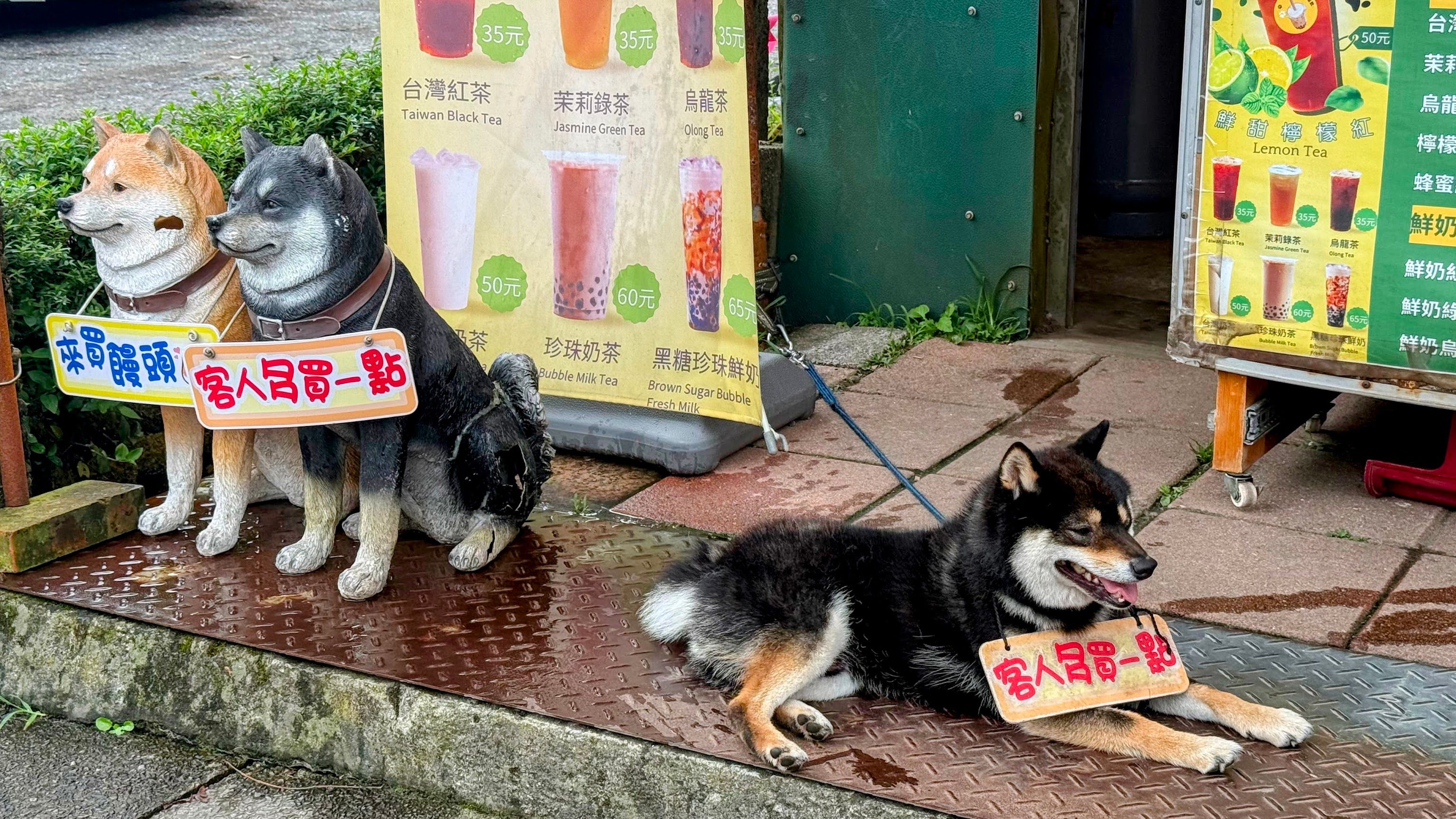 Image 7 from album: "taiwan""