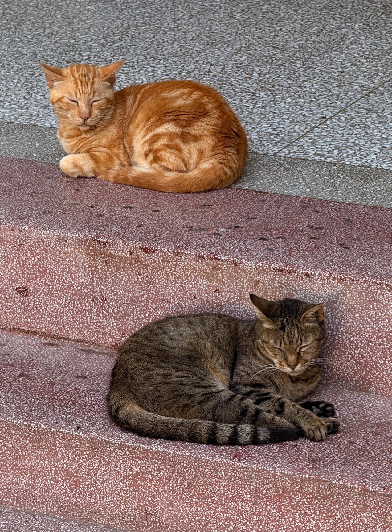 Image 42 from album: "taiwan""